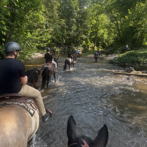 A group of people rides horses through a shallow forest stream. Sunlight filters through lush green trees, creating a peaceful, adventurous scene.