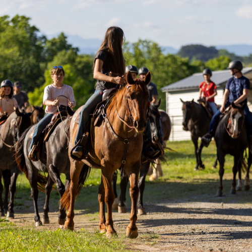 A group of people riding horses on a sunny day, with lush greenery in the background. They look relaxed and focused, enjoying a peaceful ride.