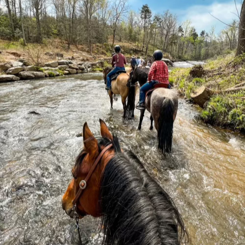 Four people on horseback cross a shallow, flowing river in a forested area. The riders wear helmets and casual attire, evoking a serene, adventurous vibe.